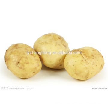 New fresh potato on hot sale from China